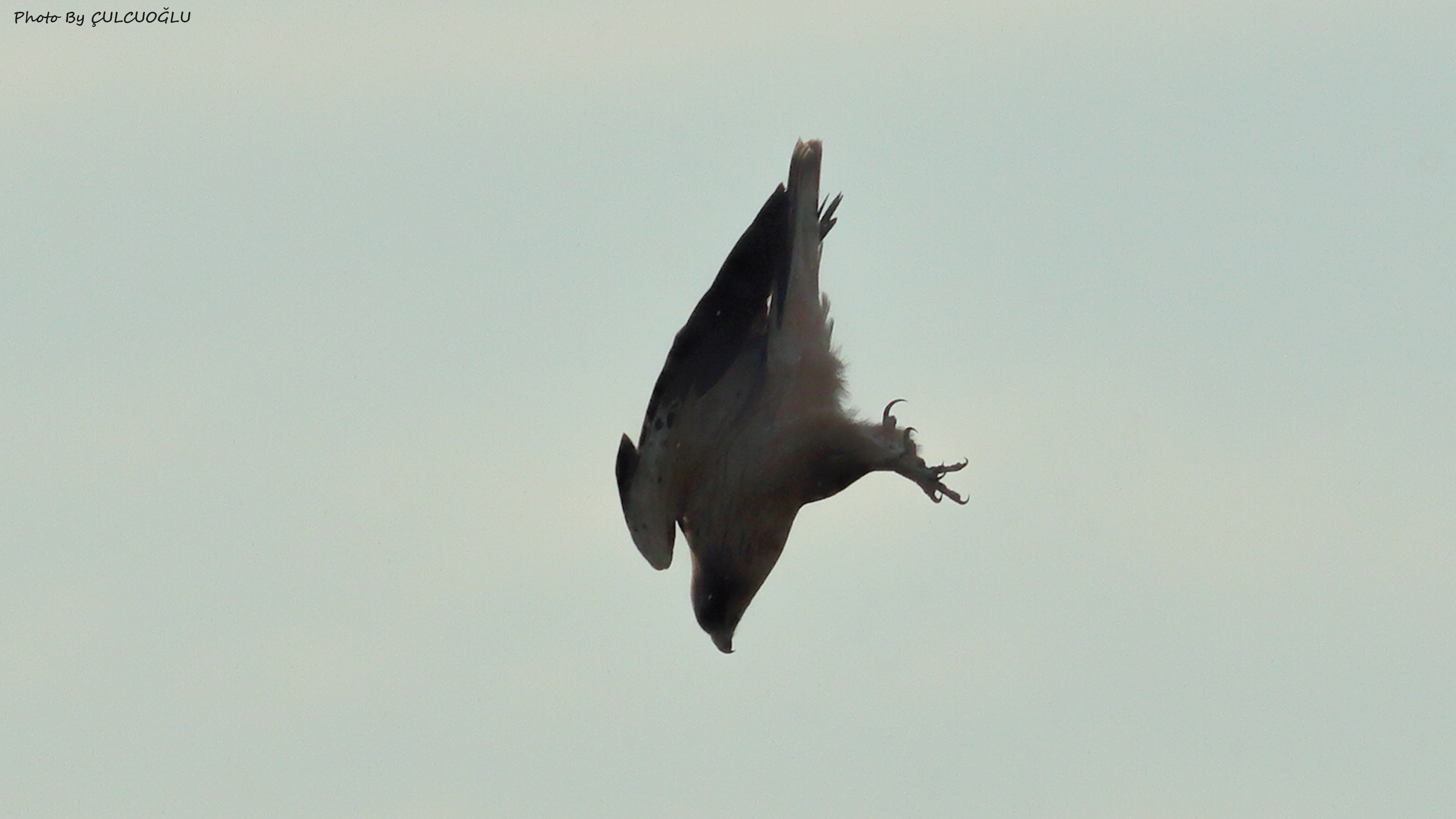 Booted Eagle